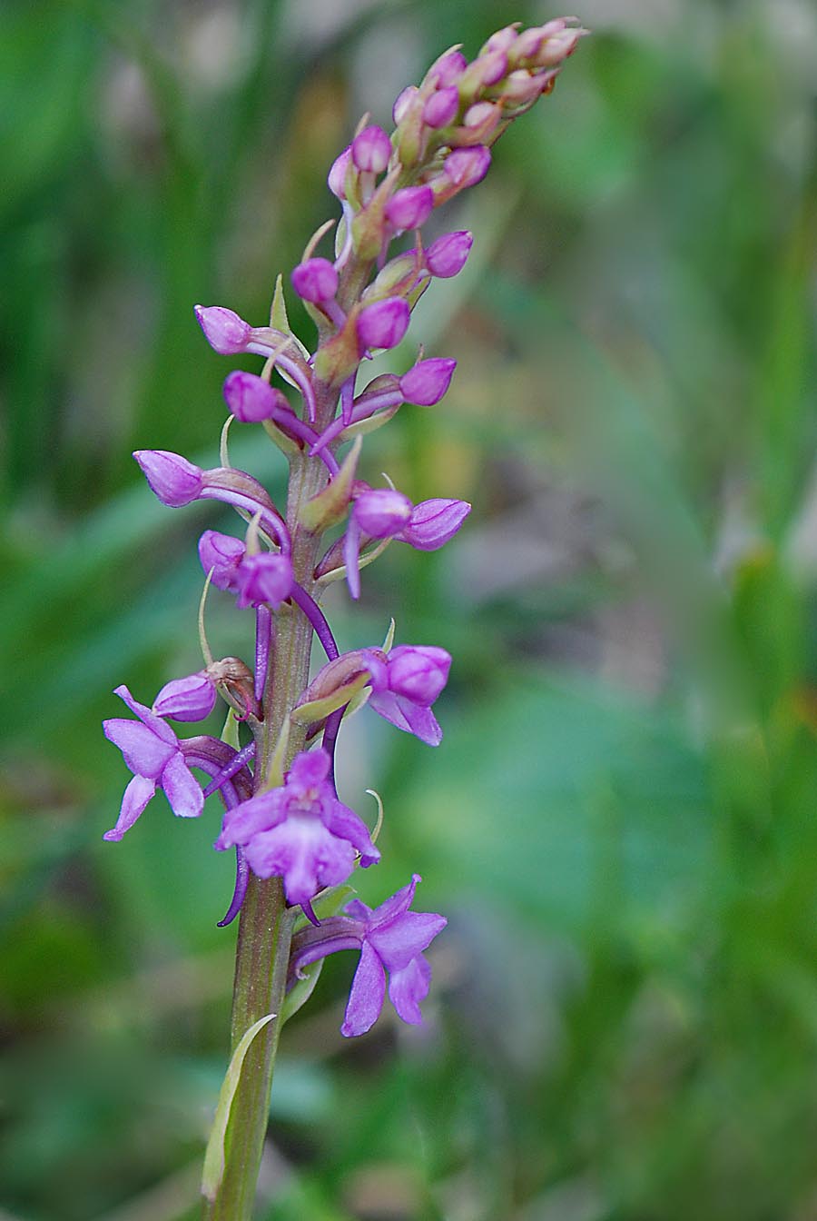 Orchidea del Civetta da id.